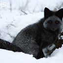���� �����, ������������, 54 ���� - ��������� 19 ������� 2012 � ������ ���� ����������