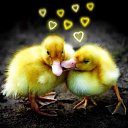 ���� ���, �����-���������, 54 ���� - ��������� 19 ������ 2011 � ������ ���� ����������