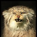 ���� ����@, ��������, 62 ���� - ��������� 4 ��� 2010 � ������ �������-��� ������� ����