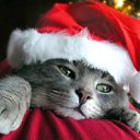 ���� Medichka, ���������, 52 ���� - ��������� 15 ���� 2011