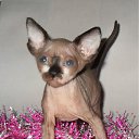 ���� ������, �����-���������, 47 ��� - ��������� 16 ������ 2011 � ������ ������� 2011�