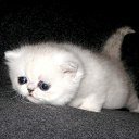  Olik, , 37  -  16  2010    