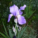 ���� ����@, ��������, 62 ���� - ��������� 29 ��� 2010 � ������ ��������� �������