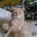 ���� ����(��������), ���� - ��������� 31 ��� 2011 � ������ ���� ������