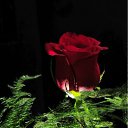���� �����, ������ - ��������� 1 ������� 2012 � ������ �������
