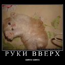 ���� ����, �����-���������, 45 ��� - ��������� 3 ���� 2011 � ������ �������������)�