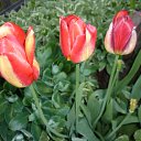 ���� ����@, ��������, 62 ���� - ��������� 29 ��� 2010 � ������ ��������� �������