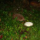 ���� ������, ���������, 62 ���� - ��������� 17 ��� 2011 � ������ �������