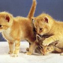 ���� ���������, ���������, 47 ��� - ��������� 29 ���� 2010 � ������ �������