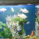 ���� Misty Cloud (�� �������, �� ���� � ������ � ���������)), �������, 43 ���� - ��������� 4 ������ 2010 � ������ �������