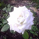 ���� �����, �����������, 41 ��� - ��������� 1 ������� 2013 � ������ ���� ����������