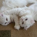 ���� �������, ��������, 43 ���� - ��������� 23 ������� 2011