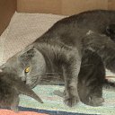 ���� ����_����� ������ ���� ���-��..., �������� - ��������� 28 ���� 2013 � ������ ������� � ��