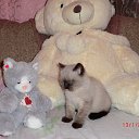 ���� ����, �����-���������, 59 ��� - ��������� 1 ���� 2013 � ������ ����� ��� ������������