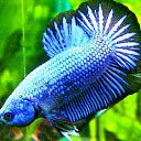 ���� ���������, �����, 25 ��� - ��������� 27 ������� 2010 � ������ �PetLove�