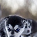 ���� ����������, ������, 38 ��� - ��������� 17 ������ 2011 � ������ ���� ����������