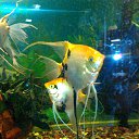 ������� ����� �� ������� ���� ����������