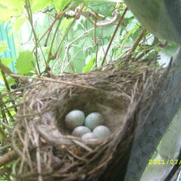 ���� Fati, ������ - ��������� 25 �������� 2011