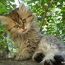 ���� ��������., ����������� - ��������� 7 ��� 2011 � ������ ���� ������� ��������.�