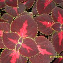  , -, 41  -  22  2011   