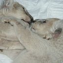 �������� ������� �� ������� ������ ����,��� ����λ