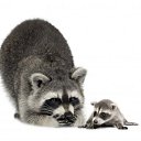 ���� Nika, ���������, 85 ��� - ��������� 10 ������ 2010 � ������ ������ �����!�