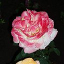 ���� ��������, ������ - ��������� 23 ������� 2010 � ������ �������