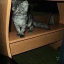 ���� ���������, �����������, 43 ���� - ��������� 19 ������ 2011 � ������ ���� ������