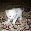 ���� �����, ���������, 34 ���� - ��������� 1 �������� 2010 � ������ ���� ������� ��������