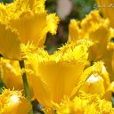 ���� Smile, ������, 55 ��� - ��������� 12 ������ 2010 � ������ ���� ����� � ������