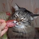 ���� �����, �������� - ��������� 13 ������ 2011