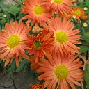 ���� V�������, ��������� - ��������� 21 ������ 2011 � ������ ���������.�