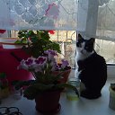  ( ), , 39  -  16  2013    