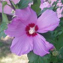 ���� ����)), �����, 40 ��� - ��������� 24 ������ 2009 � ������ ���� �����)�