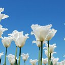 ���� Smile, ������, 55 ��� - ��������� 20 ������ 2010 � ������ ���� ����� � ������