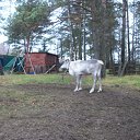  Warrior, , 44  -  13  2011   PetLove