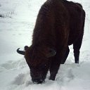 ���� E-len@, ������, 61 ��� - ��������� 10 ������ 2011 � ������ ����������� �������� � �������� 2011�