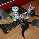 ���� ���������, ���� - ��������� 17 ������� 2011 � ������ ���� ����������