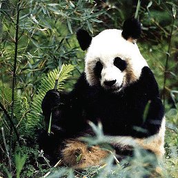 ������� �����������, ������, 47 ���