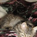 ���� �������, ��������, 37 ��� - ��������� 2 ������ 2009 � ������ ������