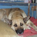 �����, ��� ������� ������ �� ������� �PetLove�