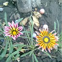 ���� ����, ��������, 49 ��� - ��������� 4 ���� 2011 � ������ �RoadKing�