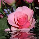 ���� ����), ���������� - ��������� 8 ������� 2009 � ������ �@}-}--�