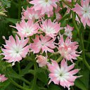 ���� �������, ������, 60 ��� - ��������� 2 ������� 2011 � ������ �������