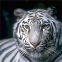 ���� ��������� ����, �����, 42 ���� - ��������� 18 ����� 2010 � ������ �the best of forewa�