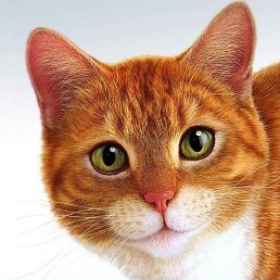 ���� ����, �����-�����, 29 ��� - ��������� 25 ������ 2013