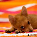  Lika,  -  3  2010      :)