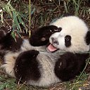 ���� �����, ������, 51 ��� - ��������� 17 ������� 2011