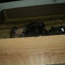 ���� ���������, �����������, 43 ���� - ��������� 11 ������ 2012 � ������ �_.-;(*,!,*);-,_�