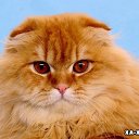 ���� �����, ��������, 54 ���� - ��������� 26 �������� 2010